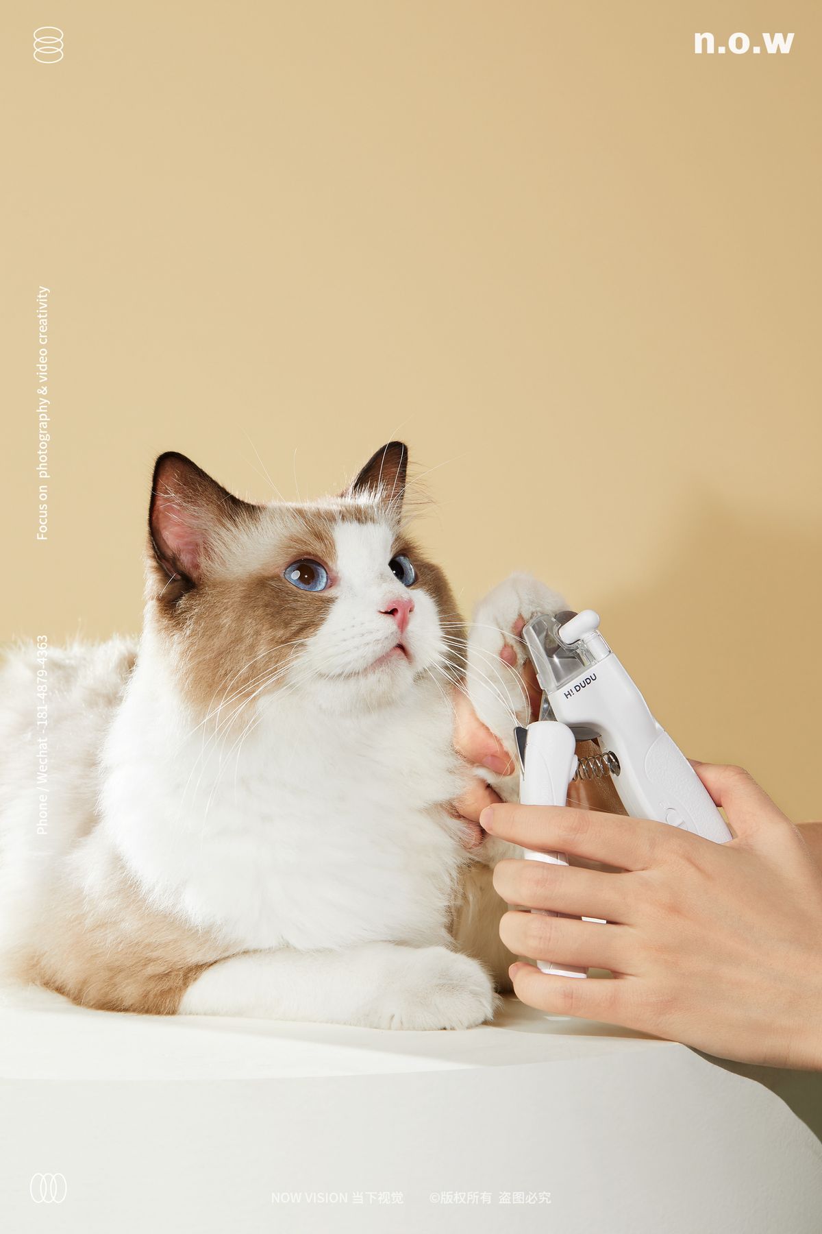 Cat Grooming & Health