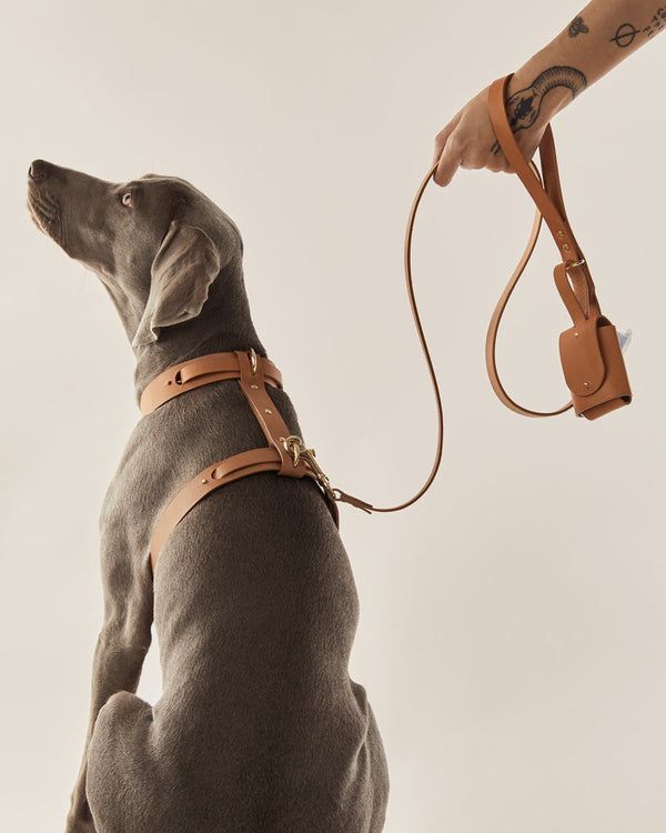 Dog Walking & Leashes