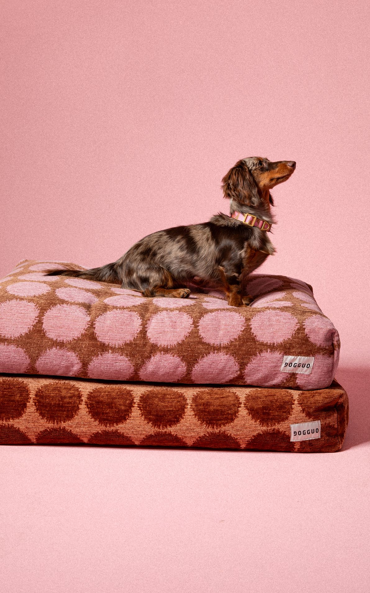 Dog Beds & Furniture