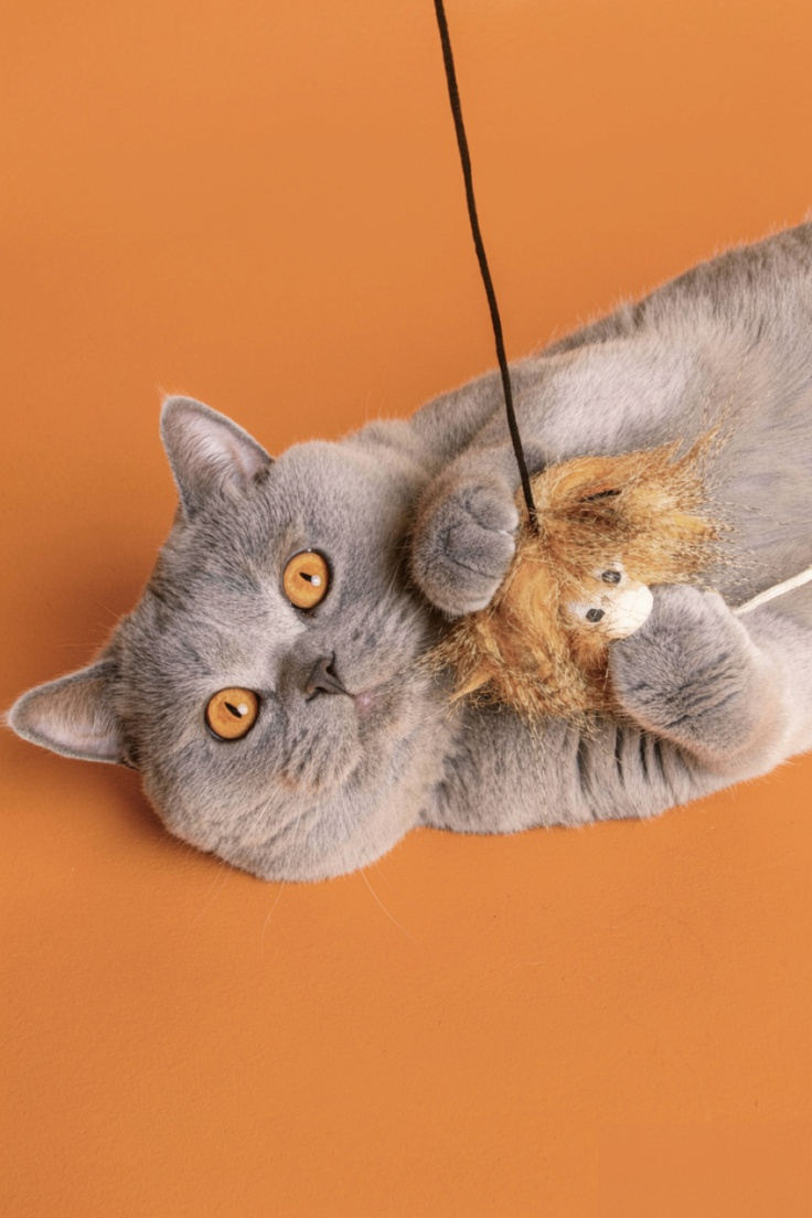Cat Toys & Entertainment