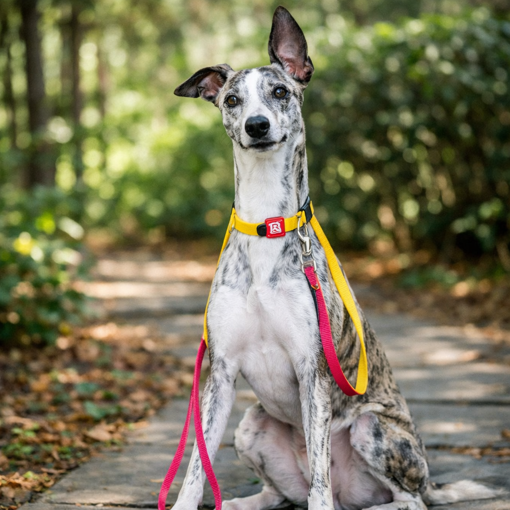 Classic Line Adjustable, Comfortable and Durable Dog Collar