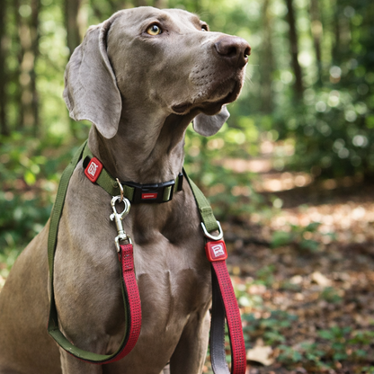 Classic Line Adjustable, Comfortable and Durable Dog Collar