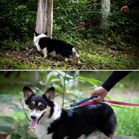 Classic Line Stylish Dog Leash