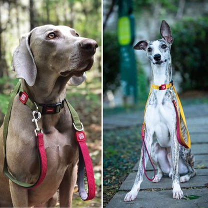 Classic Line Adjustable, Comfortable and Durable Dog Collar